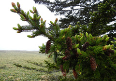 Picea jezoensis jezoensis