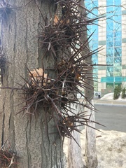 Gleditsia triacanthos