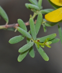Hypericum jovis