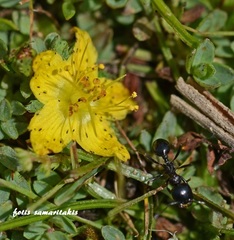 Hypericum kelleri