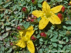 Hypericum kelleri