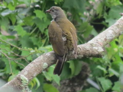 Indicator variegatus