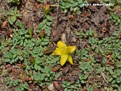 Hypericum kelleri