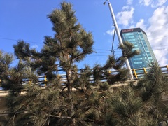 Pinus nigra