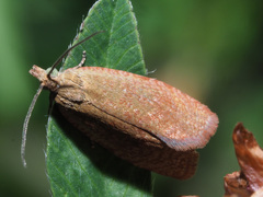 Celypha rufana