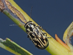 Pachybrachis hippophaes