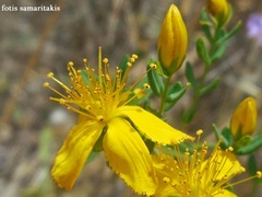 Hypericum perforatum veronense