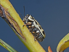 Pachybrachis hippophaes