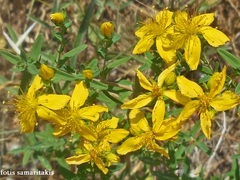 Hypericum perforatum veronense