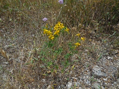 Hypericum perforatum veronense