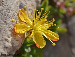 Hypericum trichocaulon