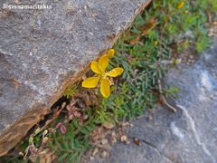 Hypericum trichocaulon