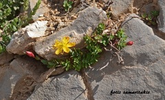 Hypericum trichocaulon