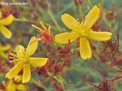 Hypericum triquetrifolium