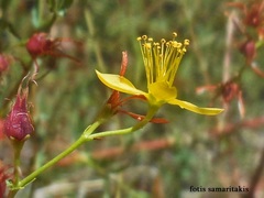 Hypericum triquetrifolium