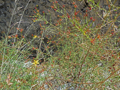 Hypericum triquetrifolium