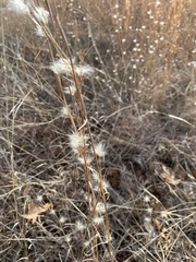 Andropogon ternarius