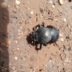 Ocnodes