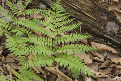 Athyrium spinulosum