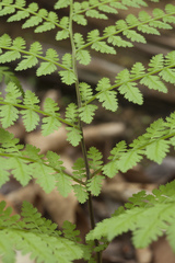 Athyrium spinulosum