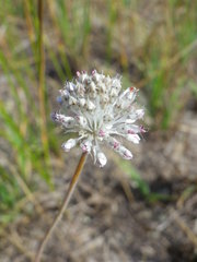 Allium guttatum guttatum