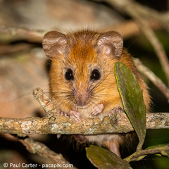 Dendromus mesomelas