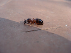 Camponotus nylanderi