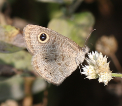 Ypthima baldus madrasa