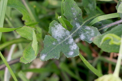 Golovinomyces sonchicola