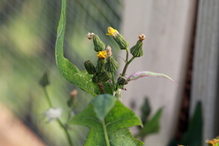 Golovinomyces sonchicola