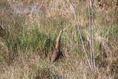 Botaurus lentiginosus image