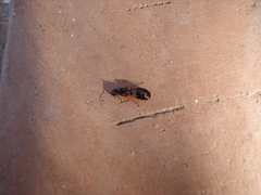 Camponotus nylanderi