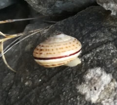 Pseudotachea splendida