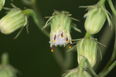 Roldana sessilifolia
