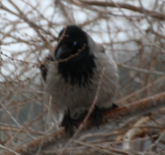 Corvus cornix
