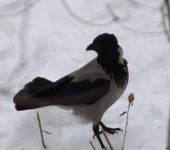 Corvus cornix