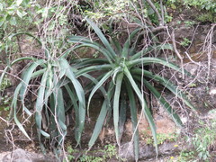 Agave vilmoriniana
