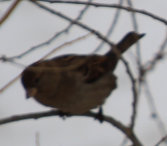 Passer domesticus