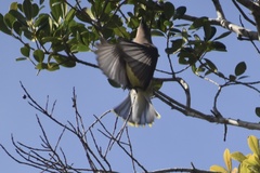 Bombycilla cedrorum image