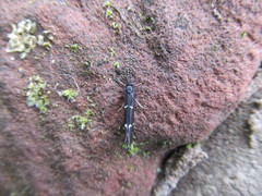 Athripsodes bilineatus