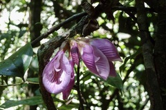 Clitoria sagotii