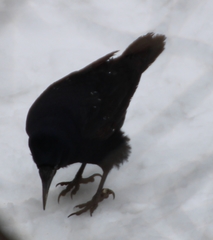Corvus frugilegus