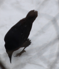 Corvus frugilegus