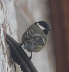 Parus major