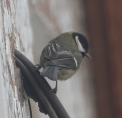 Parus major