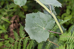 Roldana sessilifolia
