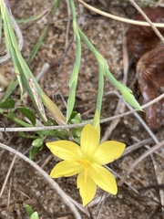 Sisyrinchium vaginatum