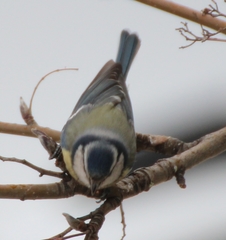 Cyanistes caeruleus