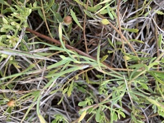 Sisyrinchium vaginatum