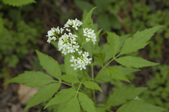 Cardamine leucantha